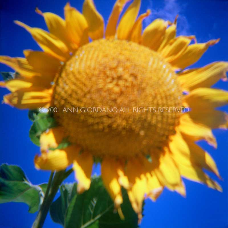 Close up of Sunflower.  ag_0001_4002.  Color Rights Managed Image Copyright © 2001 Ann Giordano All Rights Reserved.  For reproduction rights and license fees, please contact licensing at anngiordano.com