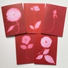 Five Blank Rose Red Cards from the series In My Courtyard with envelopes5.75 x 4.25 inches1000.0098****$30.00 plus Shipping and Handling        