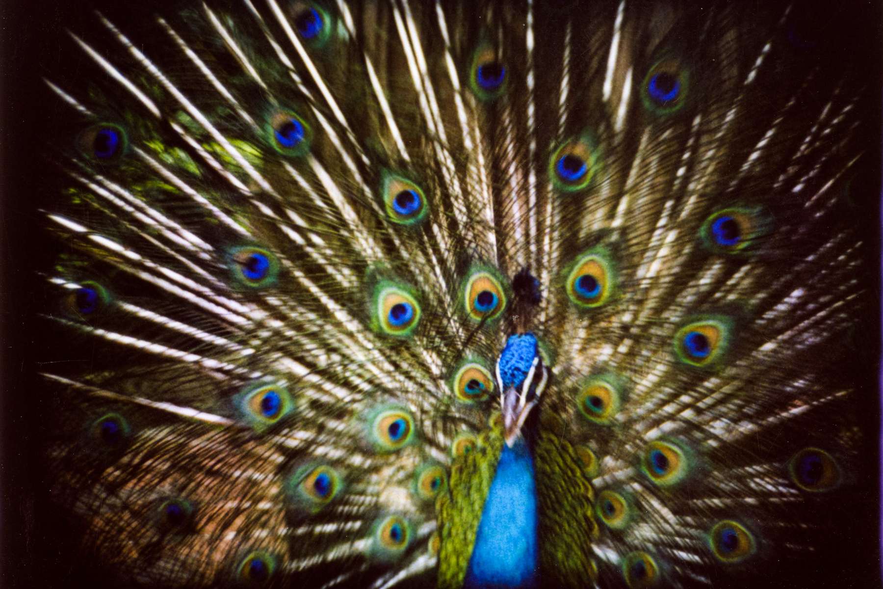 It's a peacock.