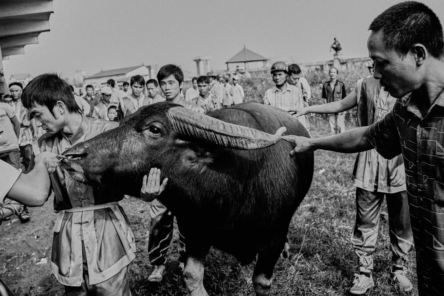 A large bull is led to the stadium at the Buffalo Fighting Festival in Do Son, Vietnam.