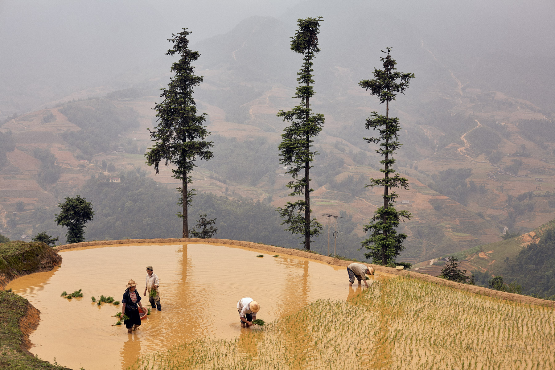 Farmers harvest rice on a mountainside in Sapa, Vietnam.