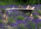 Maggie Mauceri relaxes in a tubing the middle of a lavender field at Happy Day Farm in Manalapan.