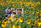 Sunflower Trail at Von Thun Farms, in Washington.