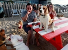 Christi sits on the picnic table with Zach Yellin and Bridget Ritchie at Yappy hours where dogs run free and owners can drink and socialize outside in separate isolated area at Wonder Bar in Asbury Park.