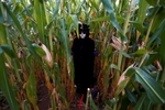 Donna Maselli hides in the cornfield waiting to scare passer by at Scare Farm at Norz Hill Farm, in Hillsborough for Halloween.  Agri tourism turns out large amounts of revenue for struggling family farms.