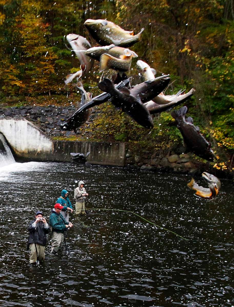 Fisherman at the Saxton Falls dam look on as Mark DeVito of Fish and Wildlife tosses fish during the 2011 fall trout stocking by the NJ division of Fish and Wildlife in the Musconetcong River in Hunterdon, Morris and Sussex Counties.