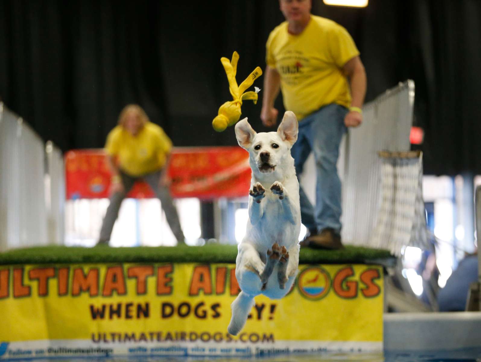 Fenway, a yellow lab owned by Sue Persson and Peter Persson leaps for a toy during a competition to see how far dogs will jump during the Super Pet Expo held at the NJ Convention & Exposition Center in Edison. 