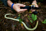 The remains of a fer-de-lance snake killed in the camp of the team the night of their arrival in the Mosquitia jungle of Honduras.