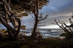 Wind swept cypress, Point Lobos State Reserve.