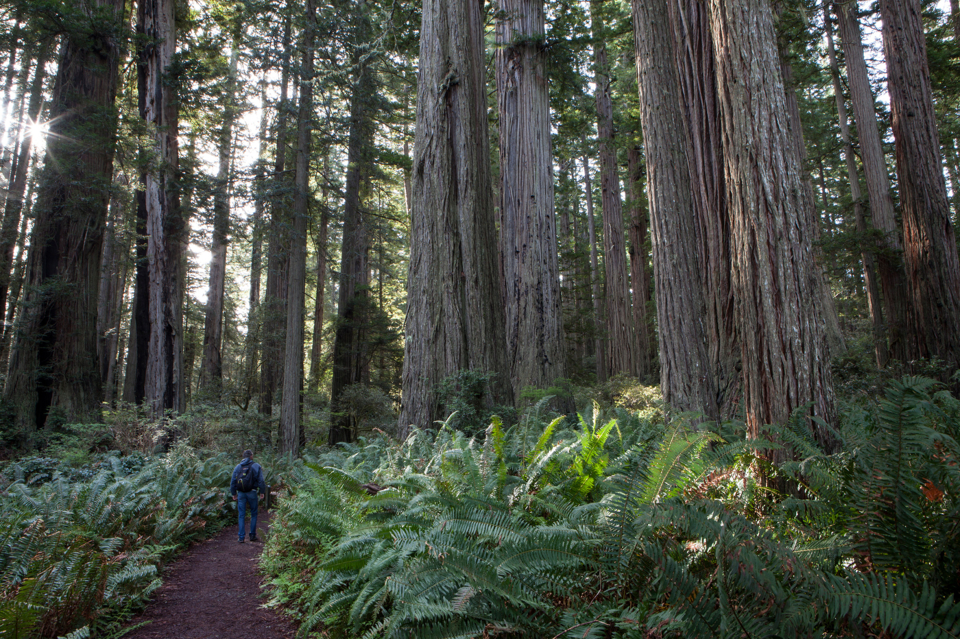 Redwood National Park.