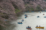 Rented boats near the Imperial Palace during Hanami. 