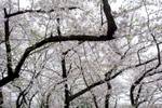 Cherry blossom, Yanaka.