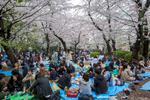 Cherry blossom in Ueno Park.