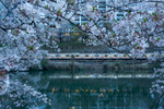 Cherry blossom and train alongside the Kandagawa River, Kagurazaka. 