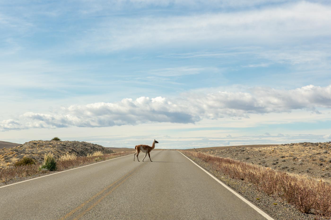 Guanaco on the road to El Calafate, Argentina.