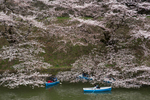 Cherry blossom, Imperial Palace moat, Tokyo.