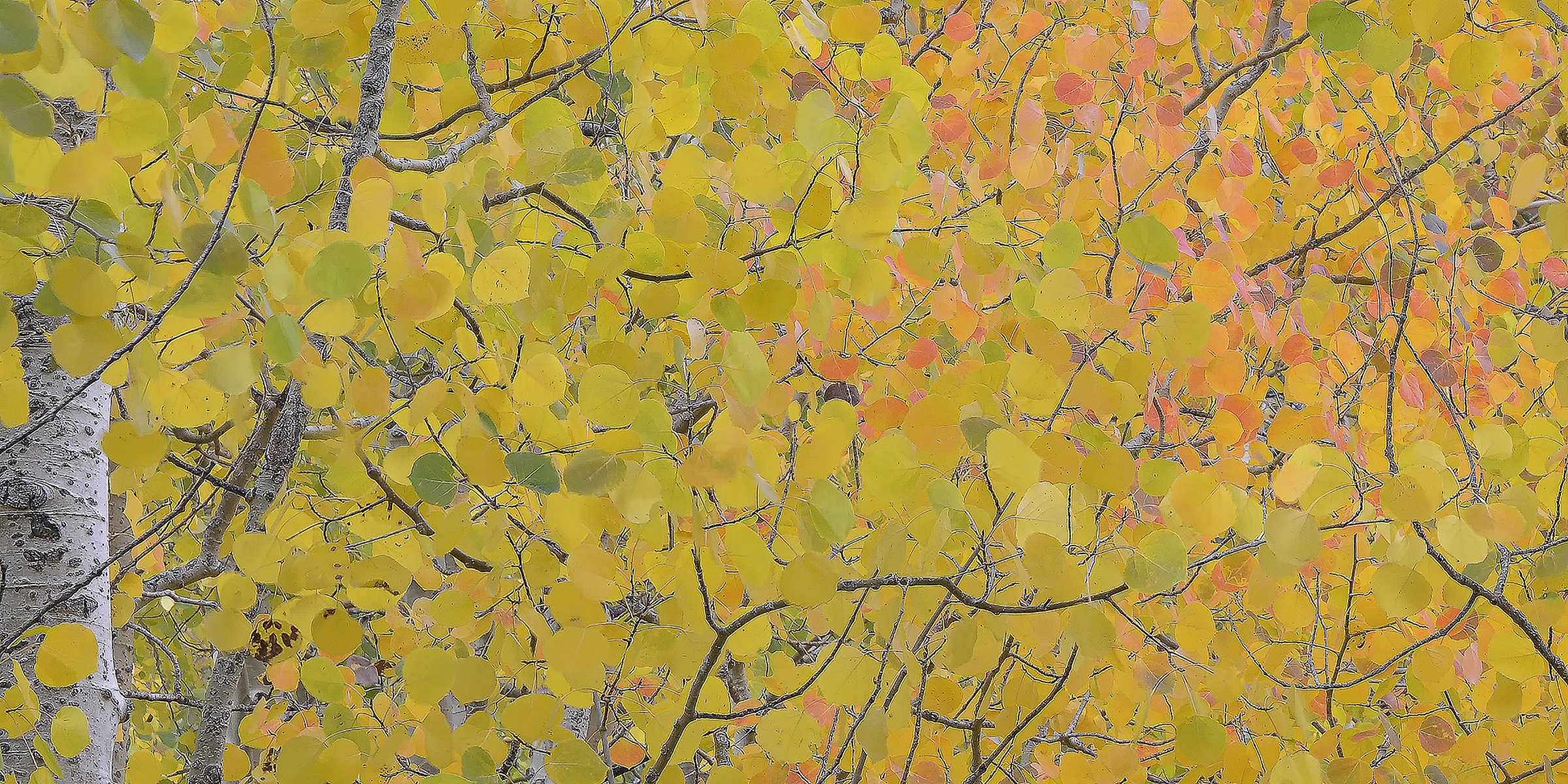 Aspen-Leaves-_1-14x7-for-web