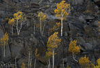 Aspen-and-Rock-for-Web-