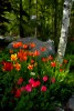 Aspen-and-Tulips-18x20