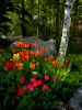 Aspen-and-Tulips-TPZ-_2_1