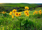 Balsamroot-On-Columbia-River-Gorge-for-Web