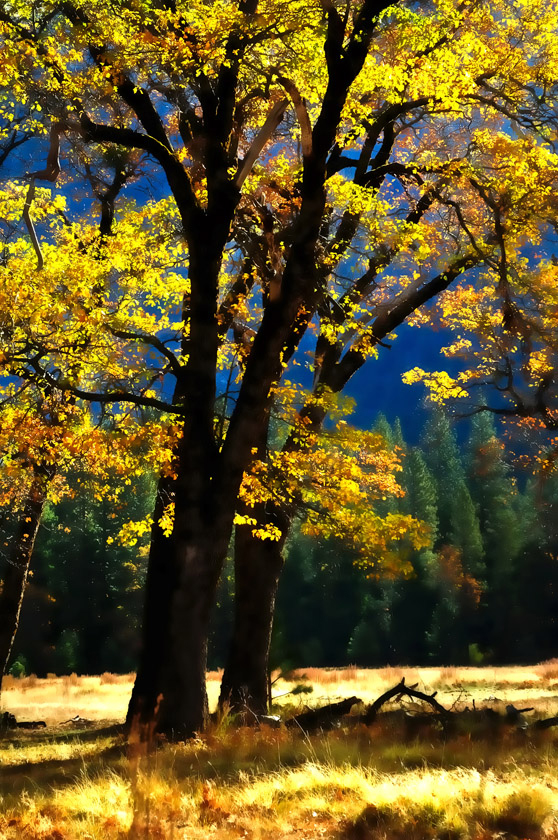 Brilliant-Yosemite-Oak-_-Copyright-William-Roeser