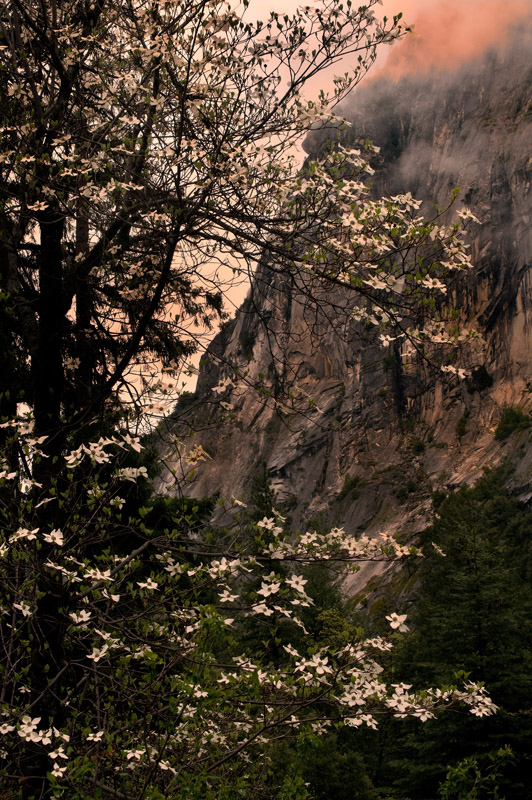 Dougwood tree blooms in Yosemite.