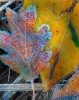 I found these ice crystals on fall leaves early one morning in Yosemite.  Temperature was below freezing and the dew from the previous night had frozen on the leaf edges.