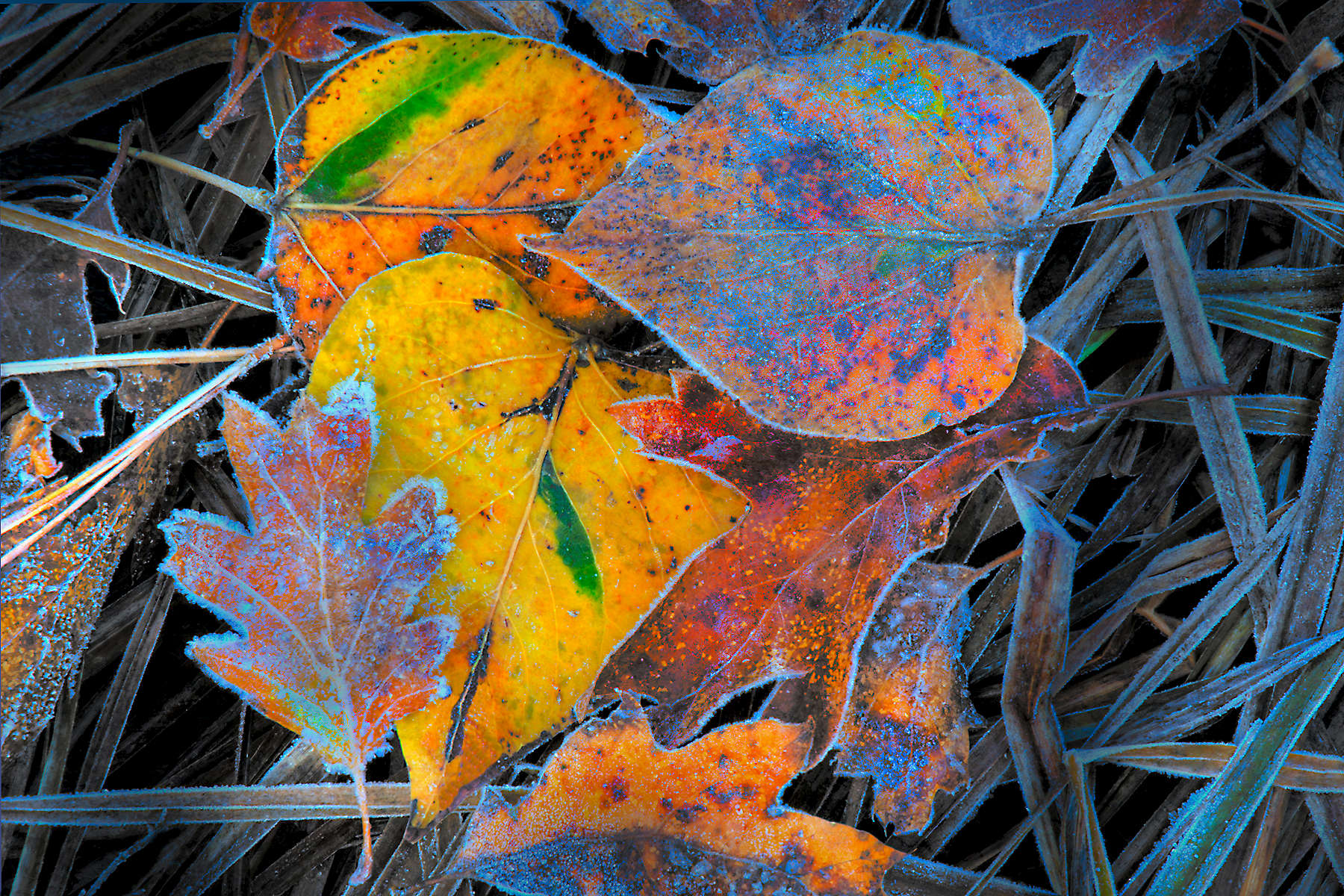 Layered-Fall-Leaves-in-Yosemite-4x6