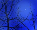 Birch trees glow on moonlit night