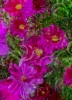 Oregon-Flowers-_2_5x7_2