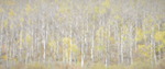 Painted-Aspen-for-Web