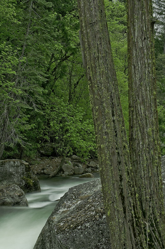River_and_Two_Trees