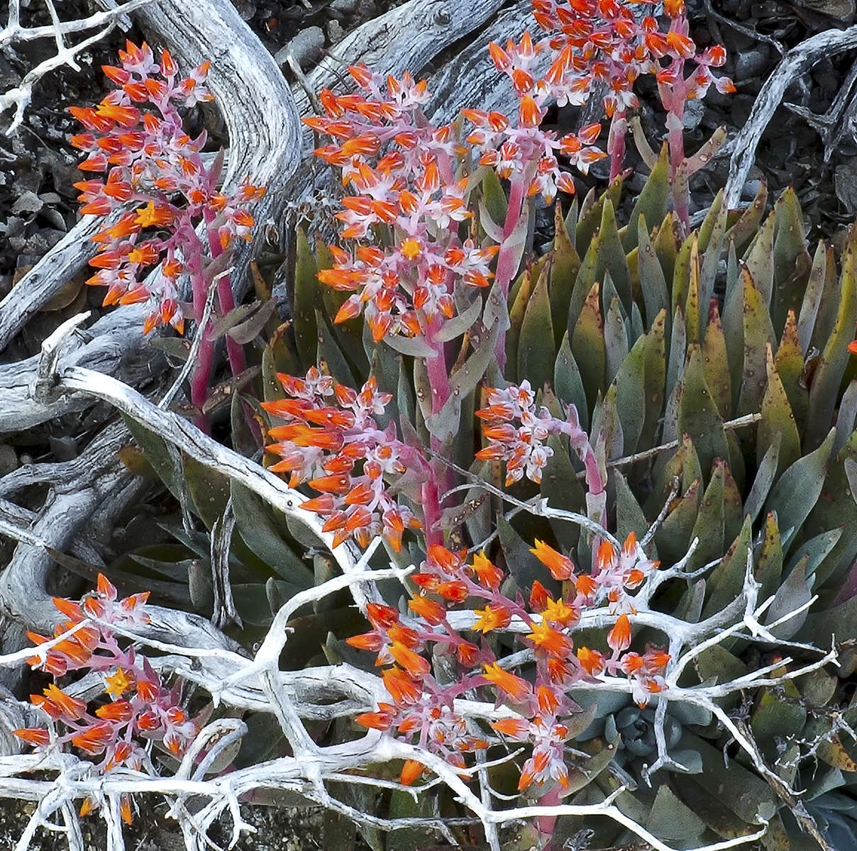 Roeser---Ice-Plant-in-Bloom--at-Shaver-Lake-for-Spectrum-Gallery