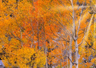 Trees-and-Color---Eastern-Sierra