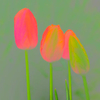 Tulips-Abstract-for-Web