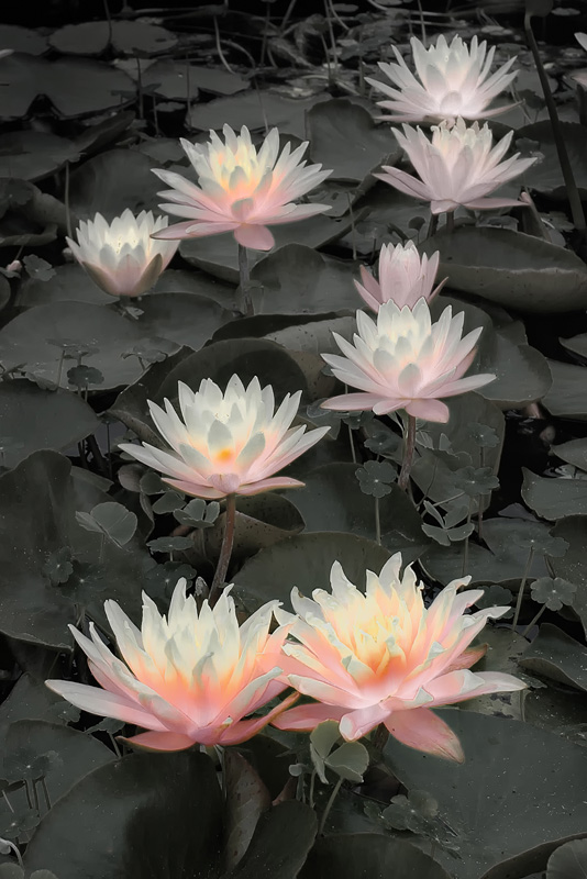 Water_Lilly_Black___White__2
