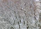 Winter-Trees-with-Snow