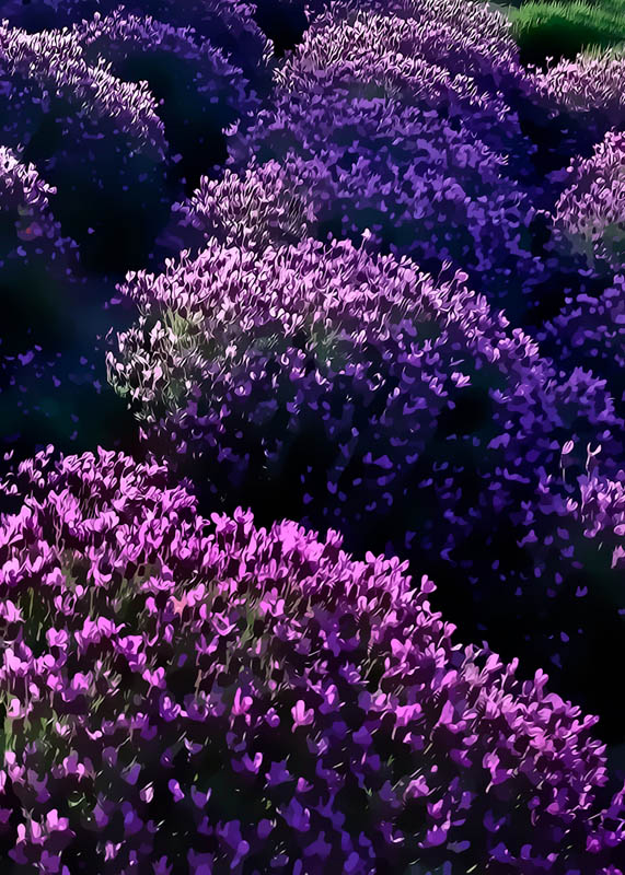 lavender_hill_5x7