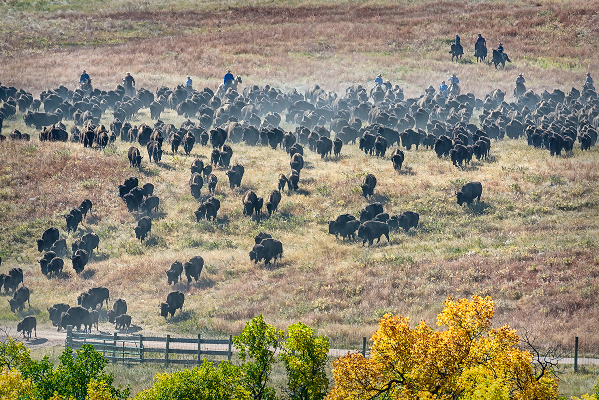 Custer, South Dakota, USA(Bison bison)Image no: 15-042615   Click HERE to Add to Cart