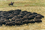 Custer, South Dakota, USA(Bison bison)Image no: 15-042724   Click HERE to Add to Cart