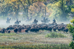 Custer, South Dakota, USA(Bison bison)Image no: 15-043255   Click HERE to Add to Cart