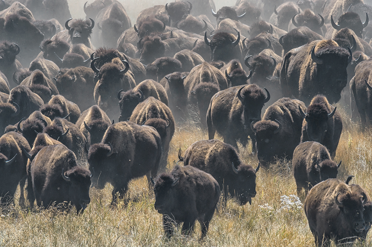 Custer, South Dakota, USA(Bison bison)Image no: 15-043553   Click HERE to Add to Cart