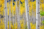 Colorado, USA(Populus tremuloides)Image No: 110866-01  Click HERE to Add to Cart