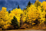 Colorado, USA(Populus tremuloides)Image No: 110716.06  Click HERE to Add to Cart