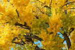 New Mexico, USA(Populus deltoids)Image no: 17-020486   Click HERE to Add to Cart