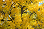 New Mexico, USA(Populus deltoids)Image no: 17-020544   Click HERE to Add to Cart