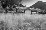 Dripping Springs Natural Area, New Mexico, USAImage no: 17-020733-bw   Click HERE to Add to Cart