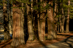 California, USA(Sequoiadendron giganteum)Image No: 15-049961  Click HERE to Add to Cart