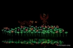 Colour photograph of Christmas Lights of a Japanese garden with fighting dragons in the air